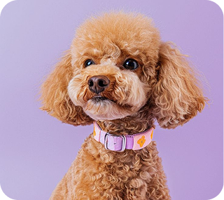 Pet image